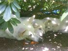 Abby, Amelie und Ayla unter dem Rhododendron