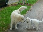 Ayla und Nando, ein Golden Retriever Rüde