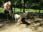 Ausflug im Tierpark Lüneburger Heide