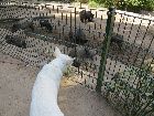 Ausflug im Tierpark Lüneburger Heide