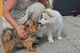 Bijou Lila von der Alsterperle im Juli 2013