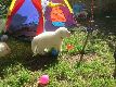 D-Wurf 30.Tag, am 07.09.2015