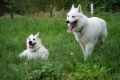 Avalon und Orelie